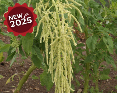 Bulk: Green Tails Amaranth Seeds